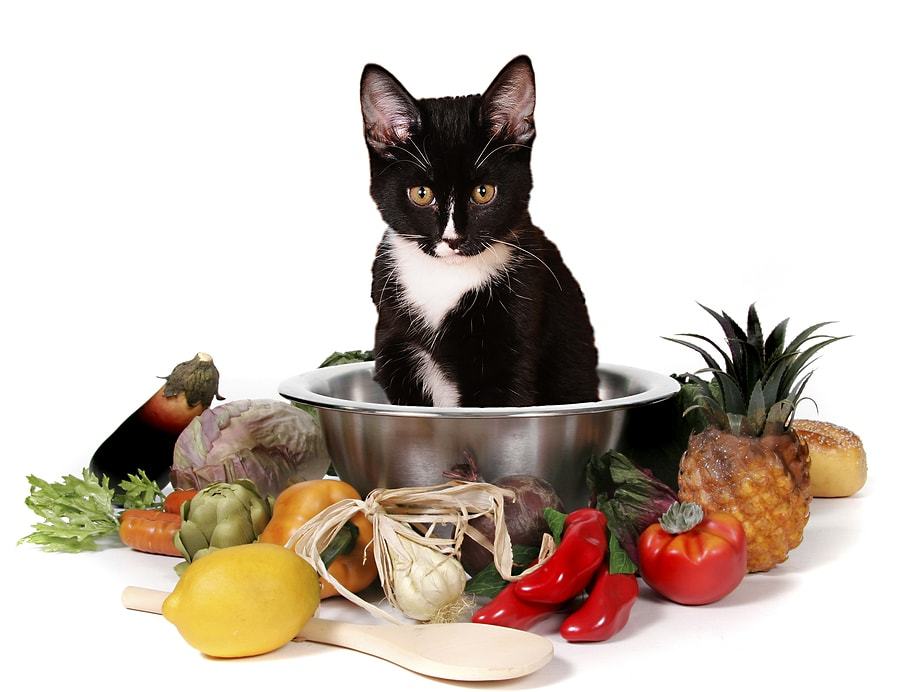 pros-and-cons-of-making-your-own-cat-food-everybody-loves-your-money